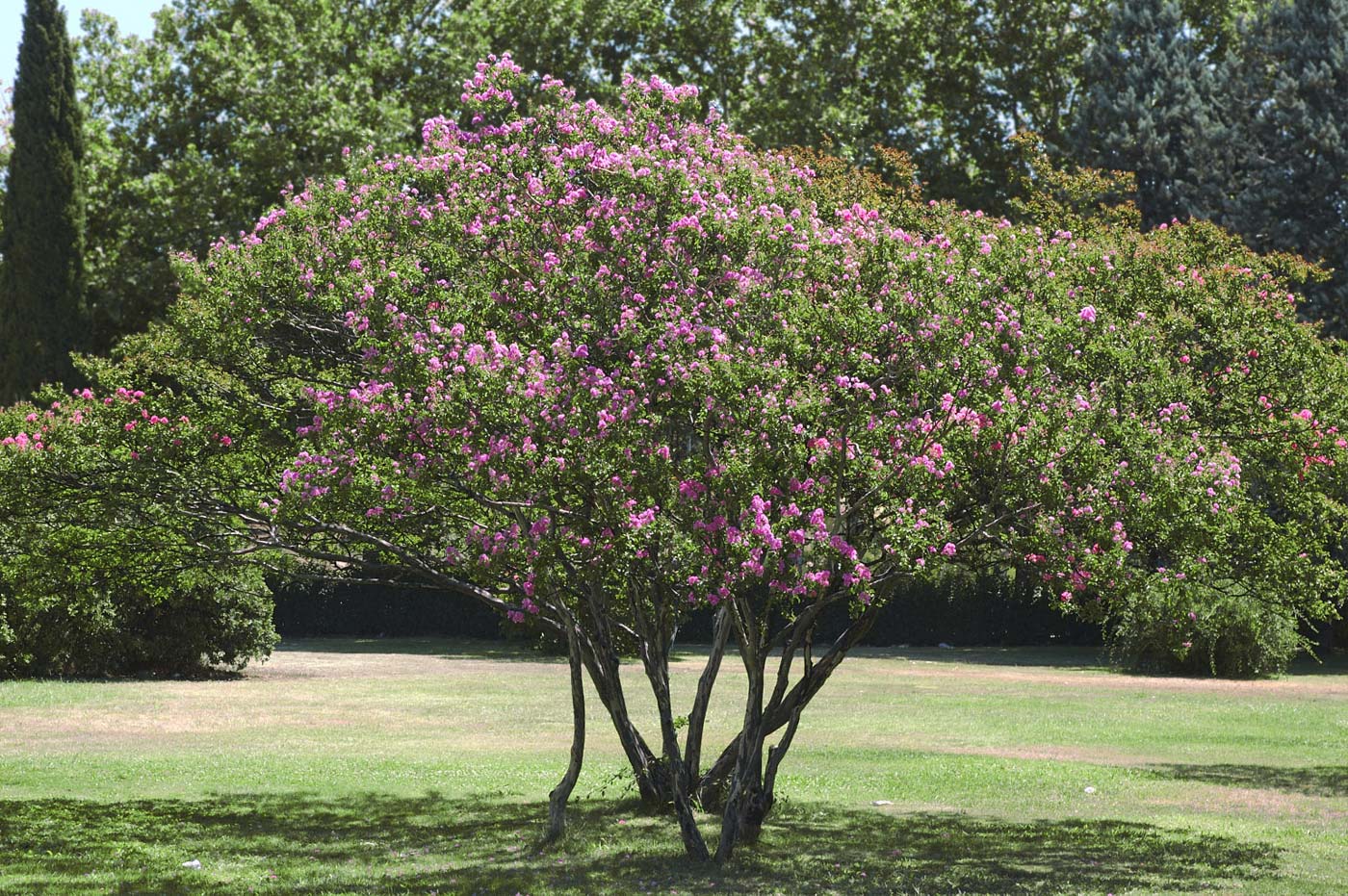 Árbol de Júpiter